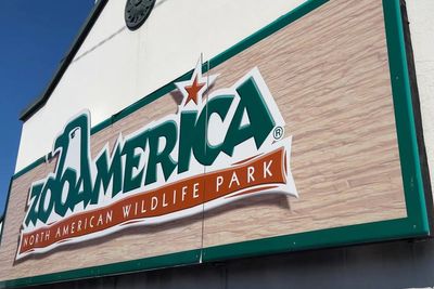 Parents charged after toddler slips into wolf area and gets hurt at Hersheypark zoo