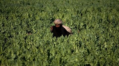 Police destroy opium poppy fields in Pakistan