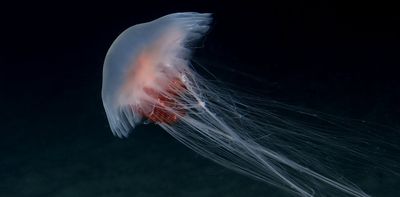 Spotted a jellyfish bloom recently? Here’s what may have triggered it