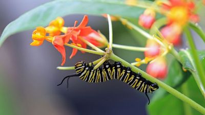 Gardening Experts Say That Caterpillars Are Actually Good For Your Garden – Here's Why