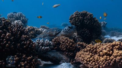 'Critters still here': Ningaloo Reef survives cyclone