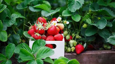 What to Do With Strawberry Plants in April – 5 Key Tasks for Huge Harvests and Sweeter Fruits This Summer