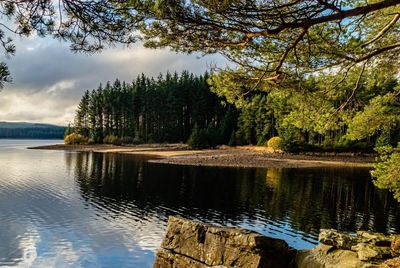 ‘The vast wooded wilderness doesn’t look like England’: exploring Northumberland’s Kielder Forest