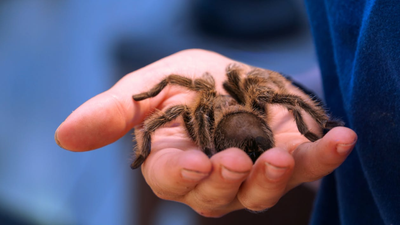 Tech Company Spends $500K on Office Retreat Where Employees Ate Tarantulas, Crawled in 100-Degree Weather