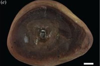 World’s ‘oldest’ octopus is not actually an octopus, new scans reveal