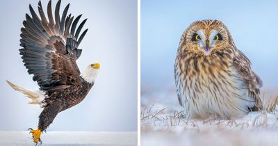 33 Bird Close-Ups By Matt Huras That Turn Everyday Nature Into Something Extraordinary