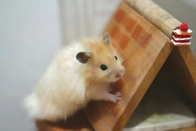 Dwarf Hamster: Small Size But Big Energy