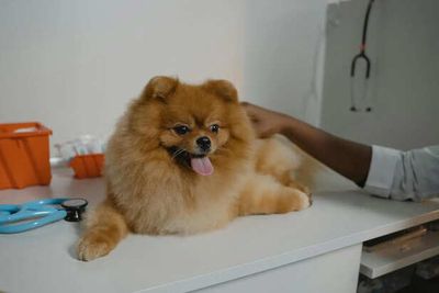 Complete Guide to Pomeranian Dog Health Care and Coat Care for a Happy, Fluffy Companion