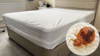 I'm using a $25 encasement to stop bed bugs and dust mites from infesting my mattress — but there's one thing I wish I could change