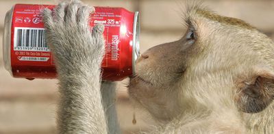 City animals act in the same brazen ways around the world