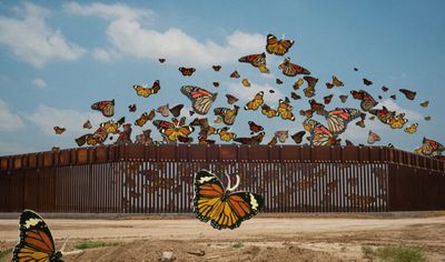 The Plight of the Monarch