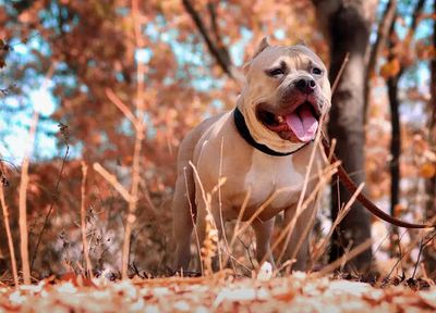 4 Most Aggressive Dogs in the World- What Makes Them So Dangerous
