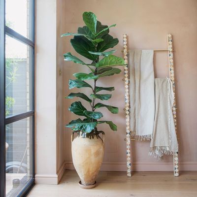 What to do with a fiddle leaf fig in April to encourage new growth and healthy, glossy, green leaves