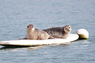 Statue would be ‘seal of approval’ for Dungarvan’s famous surfers