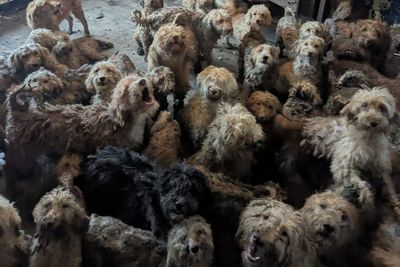 More than 250 dogs crammed into single property found in devastating rescue: ‘This photo is not AI’