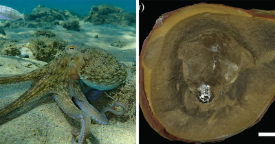 Scientists Baffled After World Guinness ‘Oldest’ Octopus Turns Out To Not Be An Octopus At All