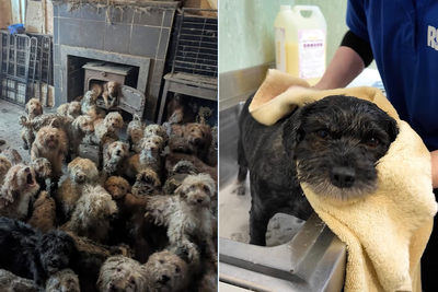 More than 250 neglected dogs found in dirty home now unrecognisable after rescue
