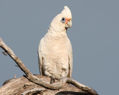 ‘They poo all over the yard’: little corellas are terrorising Kangaroo Island – and nothing can stop them