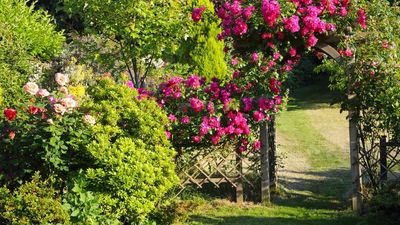 Lidl's Plant Trellis is the Small-Space Savior You Need This Spring – Perfect for Vertical Gardening