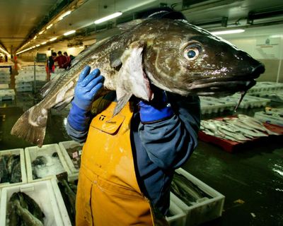 Consumers urged to ‘completely avoid’ UK-caught cod as population plunges
