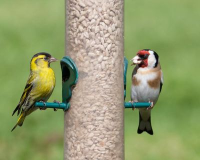Country diary: There’s a pecking order to my bird feeder – but should I be feeding them at all?
