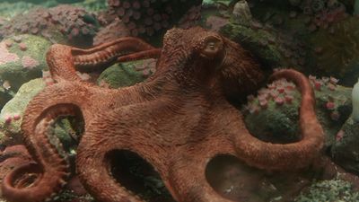 Alfred Molina goes from Doctor Octopus to actual octopus as the voice of a sentient sea creature in Netflix's new movie about an eccentric aquarium