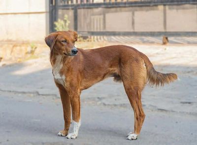 Indian Pariah Dog: The Most Underrated Native Breed
