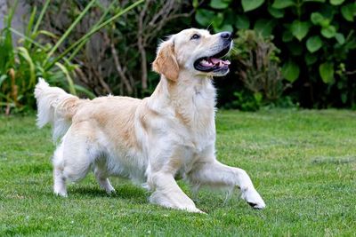 What Are The Top Signs That Your Pet Is Thriving and Feeling Great