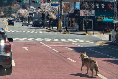 Wolf on the loose forces school to close as military called in to join search effort