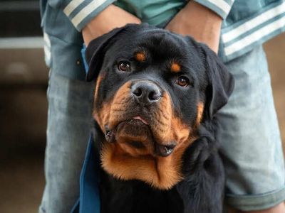 5 Reasons Rottweilers Are So Intensely Protective