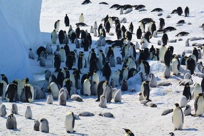 Emperor penguins and fur seals face extinction in devastating climate update