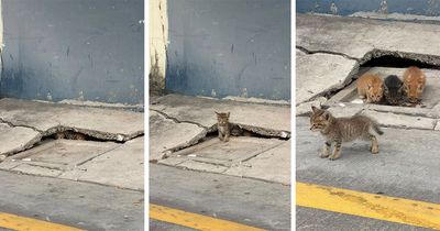 This Page Shares Everything Cats, And Here Are 65 Of Their Hilarious Photos And Memes