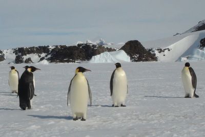 Two species facing the threat of extinction due to climate change