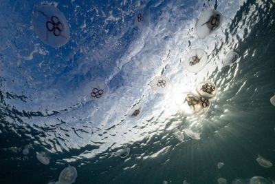 Tourists warned after dozens of venomous jellyfish appear on Phuket beach