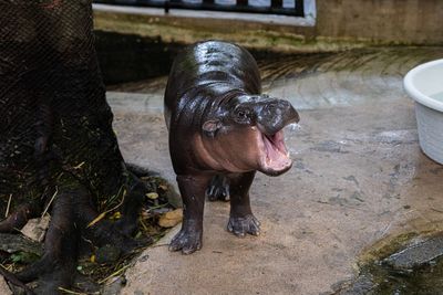 Visitor fined for climbing into viral hippo Moo Deng’s enclosure at Thai zoo