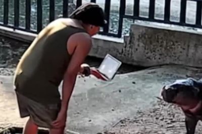 CCTV: Man breaks into viral pygmy hippo Moo Deng’s enclosure in Thailand