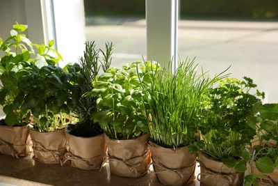 The Laundry Basket Trick: Why Expert Gardeners are Buying Plastic Bins, Not Pots