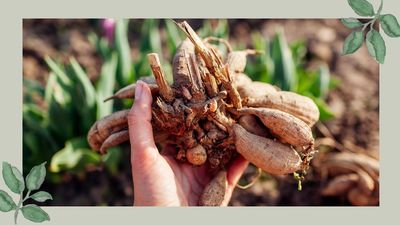 Want to start your dahlias earlier this year? All you need is a sandwich bag and a handful of compost