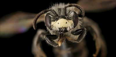 It’s OK to love all the bees (the honey bees, too)