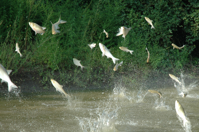 ‘Flying’ fish are taking over Midwest lakes and causing havoc for fishermen