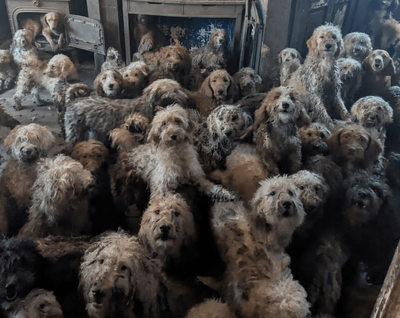 250 Dogs Were Found Caked in Filth With Sore Skin in a Single Room —and Nobody Is Being Charged