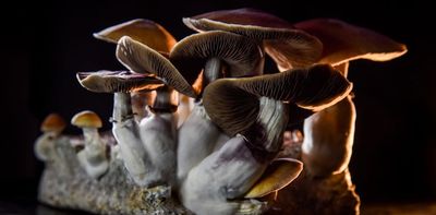 Magic mushrooms: new African species sheds light on the history of the famous fungus