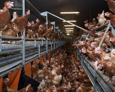 Government plan to relax rules on industrial chicken farms is wrong