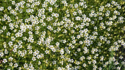 Skip the Grass –This April, Everyone Is Switching to a Low-Effort Irish Moss Lawn Instead