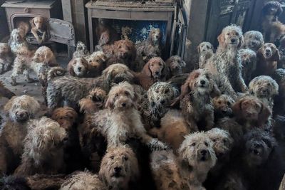 RSPCA says more than 250 dogs rescued from crammed room ‘doing really well’