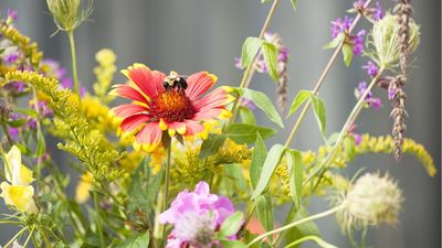 5 Easy Ways to Turn Your Garden Into a Pollinator Pit Stop This April – No Matter the Size of Your Space
