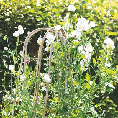 Monty Don says now is the moment to plant sweet peas outside – and shares how to set them up for a summer of tumbling, fragrant blooms