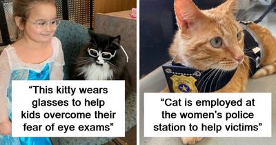 Capitalism Has Gone So Far, Even Cats Have Jobs These Days (83 Funny New Pics)