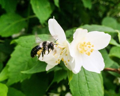 Country diary: A sun-warmed day has the bees feeling hot