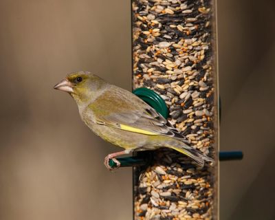Take down bird feeders this summer to cut spread of avian disease, says RSPB